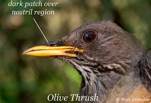 Olive thrush
